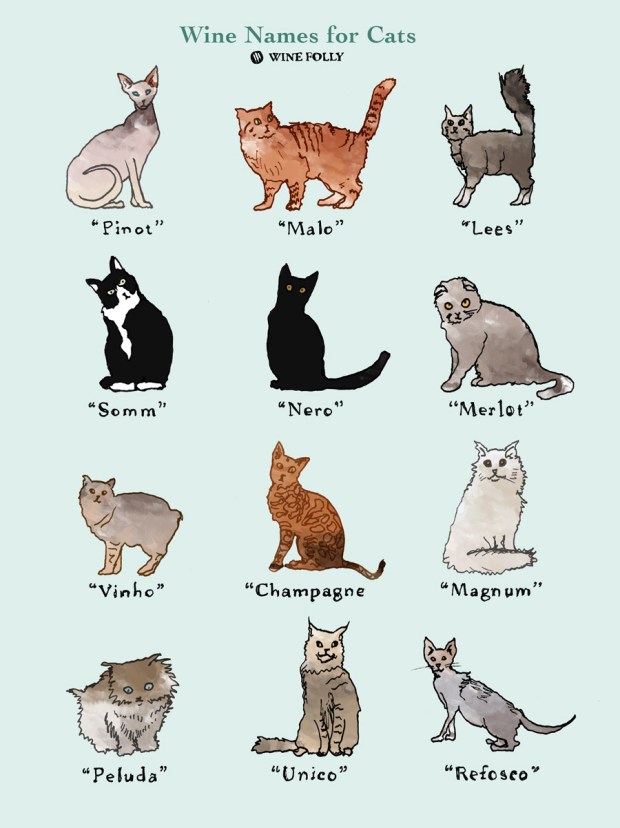 wine-names-for-cats